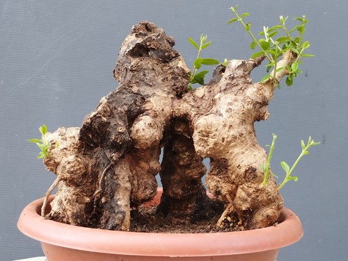 Bonsai olivastro 20x20 - olivastro,