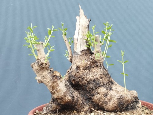 Bonsai olivastro 20x20 - bonsai, cm