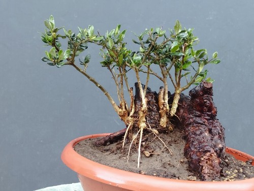 Bonsai olivastro 25x25cm - olivastro,