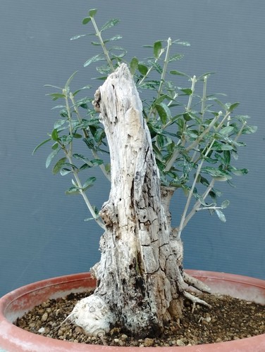 Bonsai olivastro 30x20cm - bonsai, in