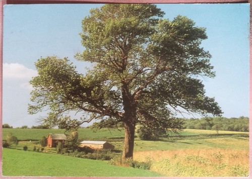 Timberland quercia albero - quercia,