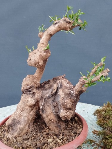Bonsai olivastro 20x20 - olivastro,