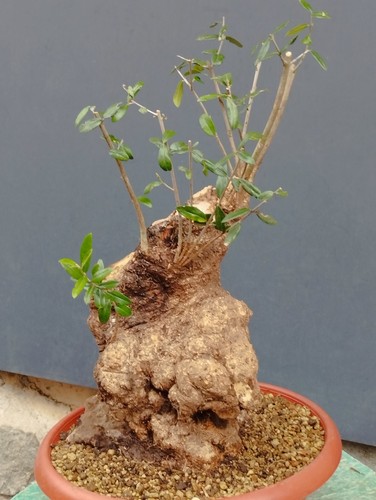 Bonsai olivastro 40x30 - bonsai,