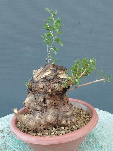 Bonsai olivastro 20x20 - olivastro, cm