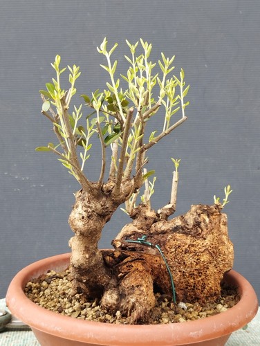 Bonsai olivastro 20x20 - 20x20, cm