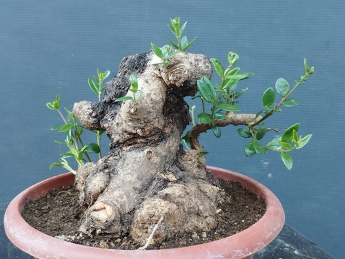 Bonsai olivastro 20x20 - bonsai, cm